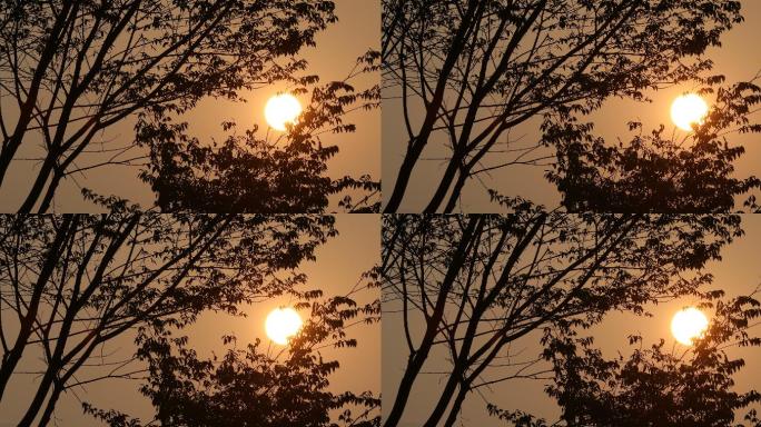 夕阳 朝阳 太阳 树 4k 暖色调