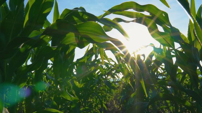 在阳光下拍摄玉米地