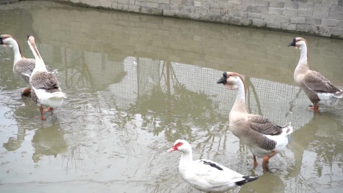 小水塘中圈养的大鹅特写水中觅食