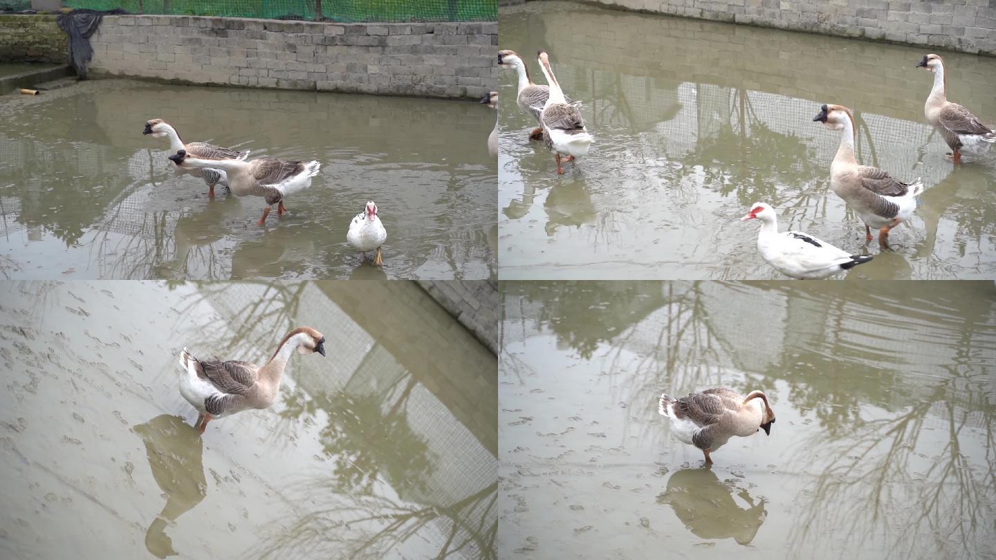 小水塘中圈养的大鹅特写水中觅食