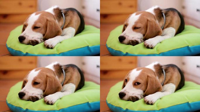小狗在床上睡着了实拍视频素材趴在垫子上犯