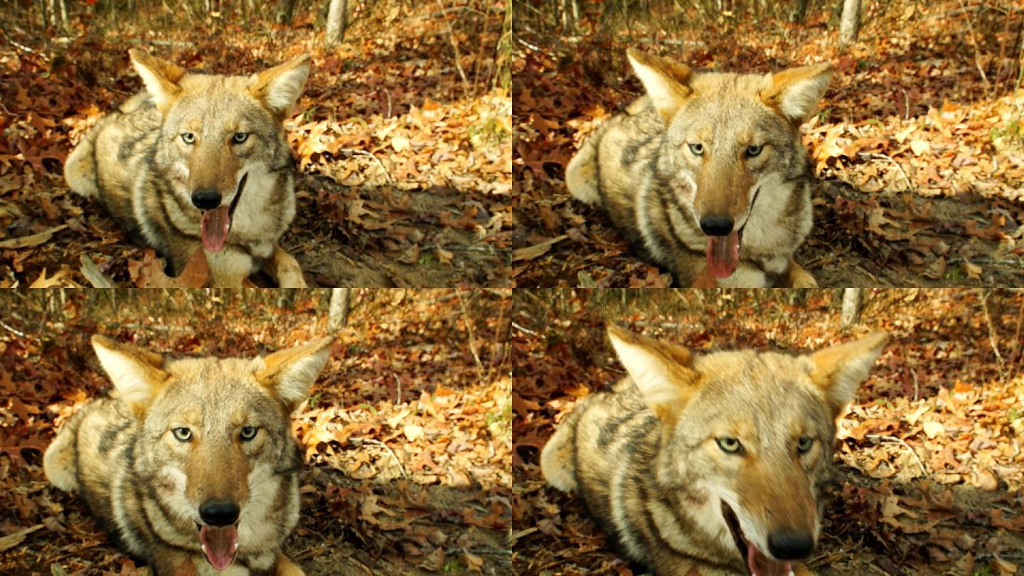 狼攻击摄像机。野狼食肉猛兽