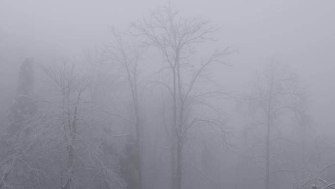 6K浓雾冰雪覆盖的树林