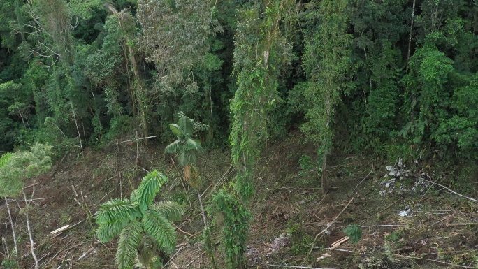 热带雨林原始丛林绿色树林绿化植被