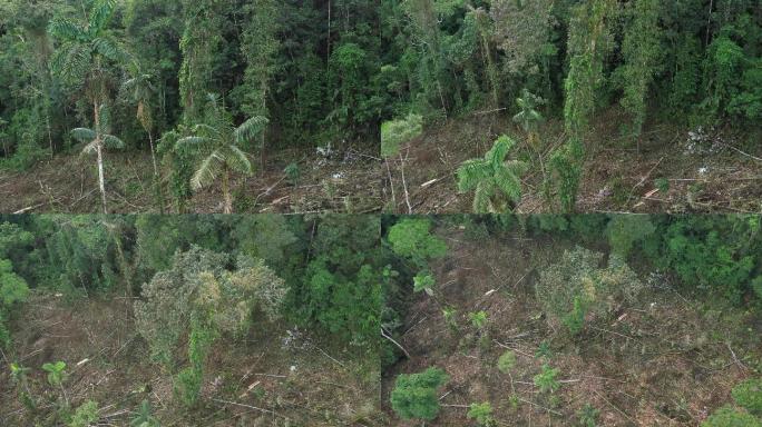 热带雨林原始丛林绿色树林绿化植被