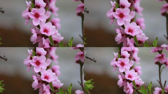 实拍桃花盛开特写