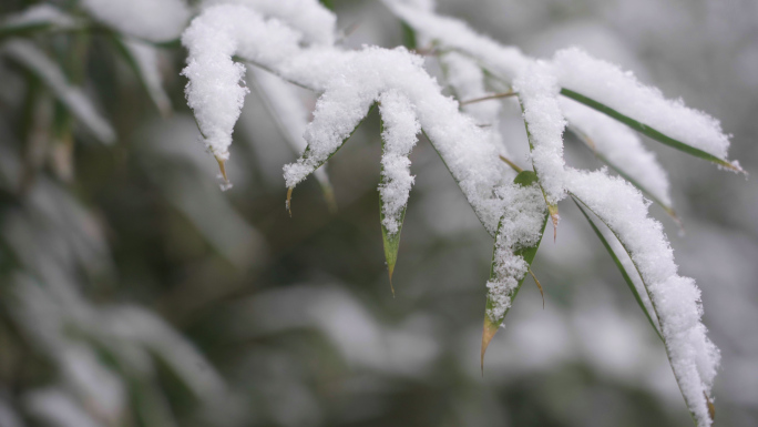 9条4K灰片冬雪花松树竹叶特写素材