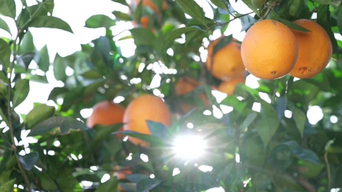果园脐橙橙子丰收采摘新鲜水果农业旅游种植