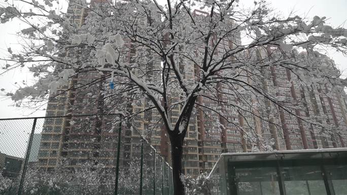 冬天冬季下大雪下雪白雪小孩玩耍场景场面