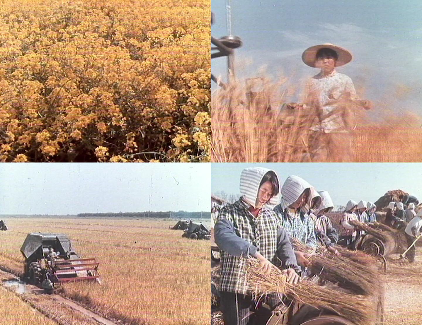 70年代上海郊区粮食丰收自动化收割油菜花