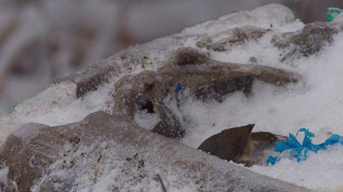 画眉鸟在冰雪中觅食【60p】