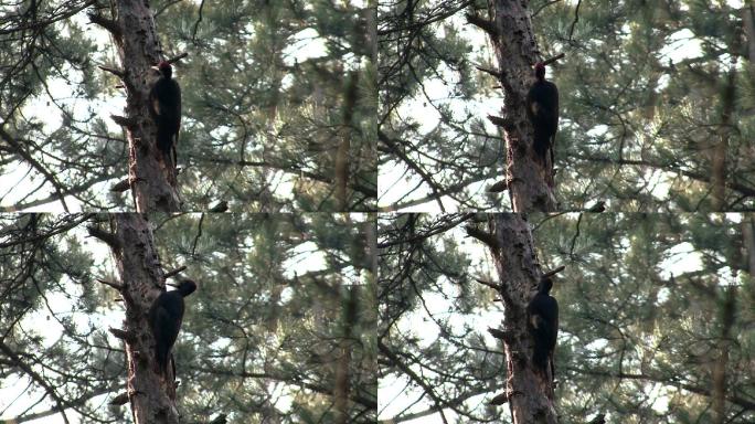 啄木鸟在山林中的树上寻找昆虫