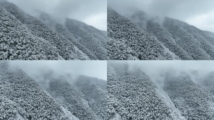 航拍冬天寒潮雪山毛竹山竹林竹海水墨中国风