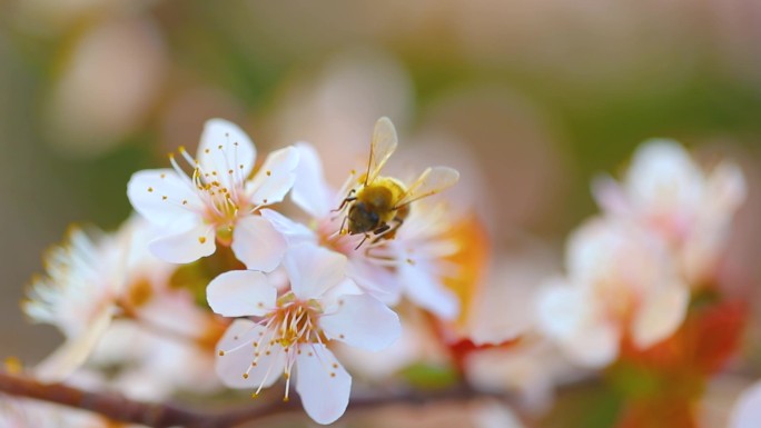 蜜蜂给樱桃树授粉。