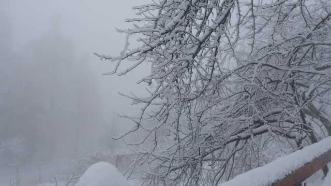 6K浓雾冰雪下的清晨树枝05