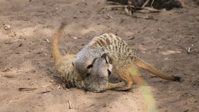 动物园岛上的猫鼬旅游宣传片纪录片玩耍打闹
