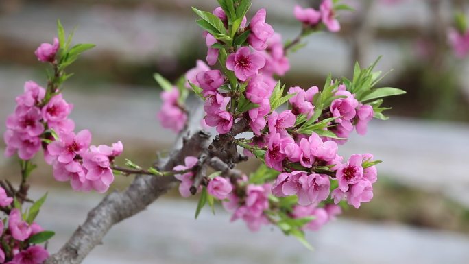 实拍桃花开  (1)