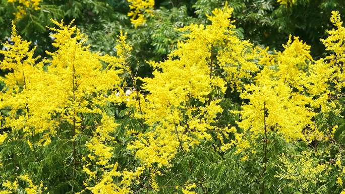 黄色花栾树花春天的花春暖花开花枝叶小黄花