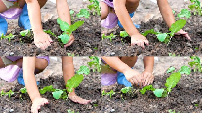 小女孩手里拿着一株小植物栽到地里