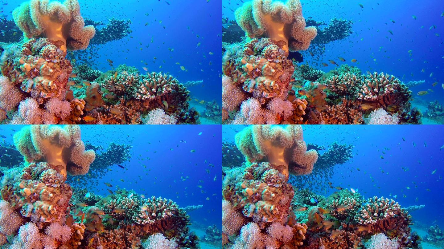 水下海洋生物海洋公园珊瑚礁水下潜水