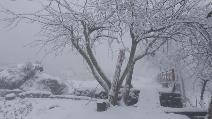 6K浓雾冰雪下的清晨树木05