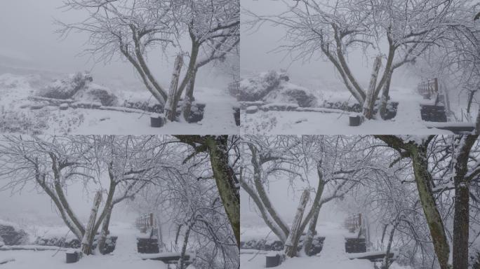 6K浓雾冰雪下的清晨树木05