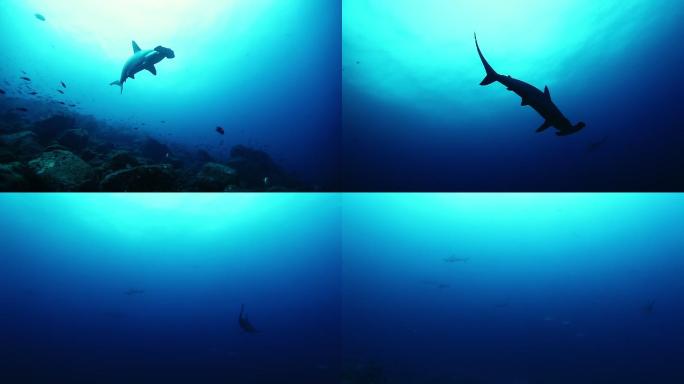 锤头鲨在海底游泳。