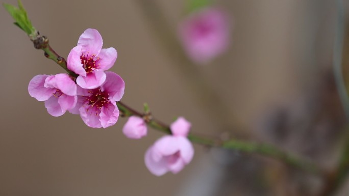 实拍桃花开