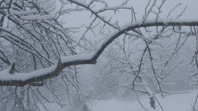 6K浓雾冰雪下的清晨树木02