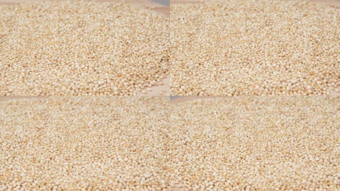 有机藜麦种子。青海高原农作物农产品