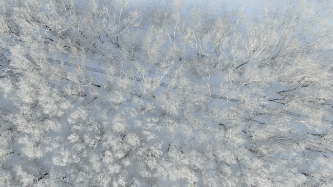 航拍雪后的树林