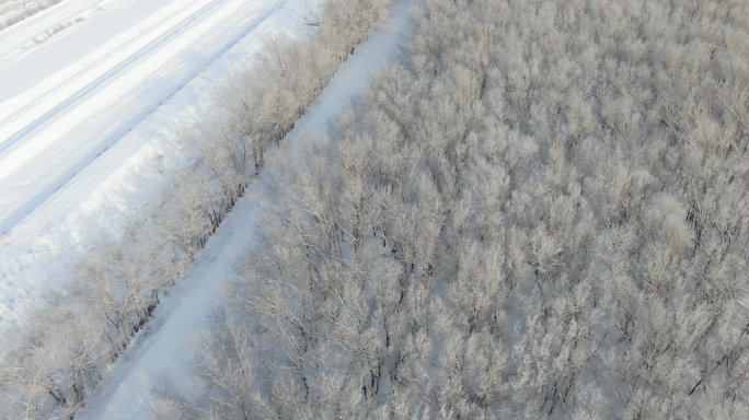 航拍雪后的树林