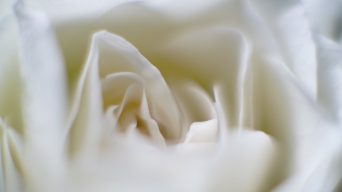 拍摄美丽绽放的白玫瑰