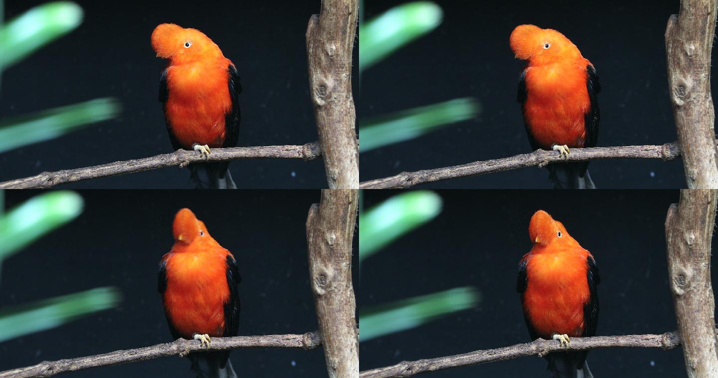 安第斯雄鸡的特写彩色羽毛的鸟野生动物动物