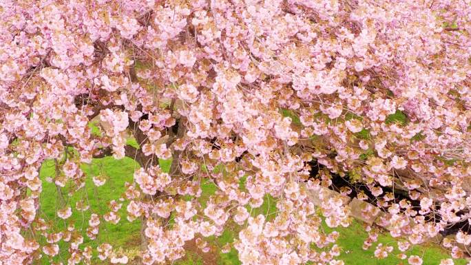 樱桃树果园开放盛开开花花开花海生机勃勃