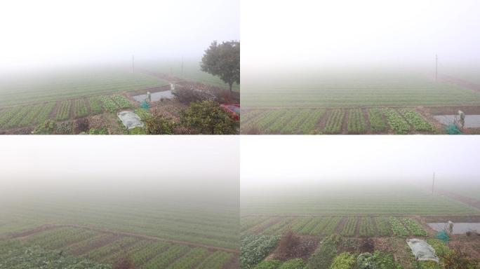 农村田间大雾天气