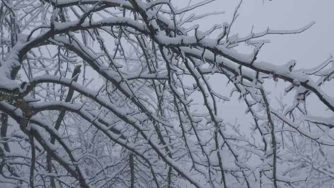 6K浓雾冰雪下的清晨树木03