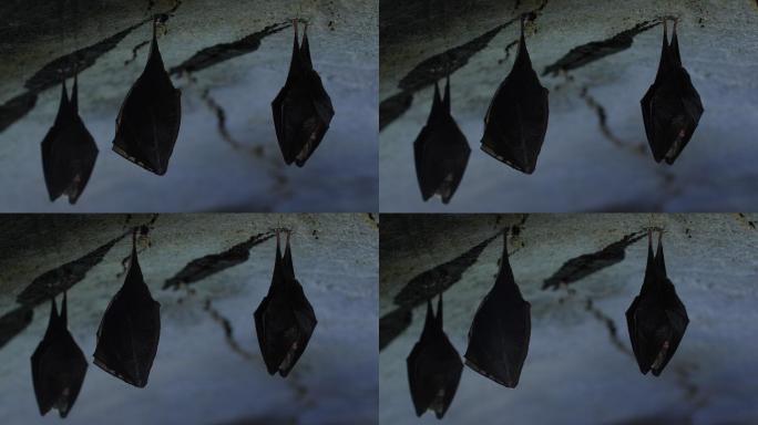 冬眠的蝙蝠倒挂山洞哺乳动物