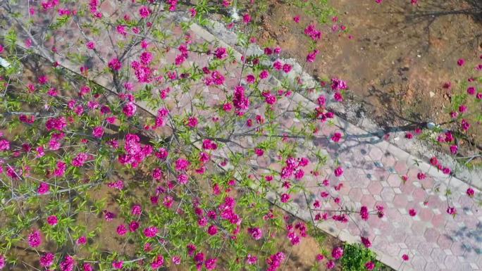 桃花林盛开蜜蜂采蜜