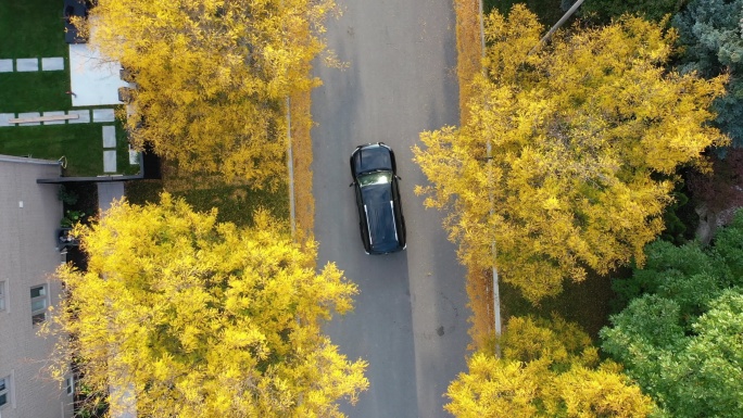 住宅小区鸟瞰图绿化带景观带秋色秋季黄叶