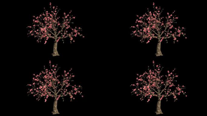 桃花树生长开花-带透明通道