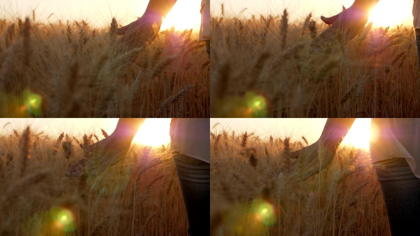 女孩的手抚摸麦穗丰收喜悦小清新夕阳阳光麦
