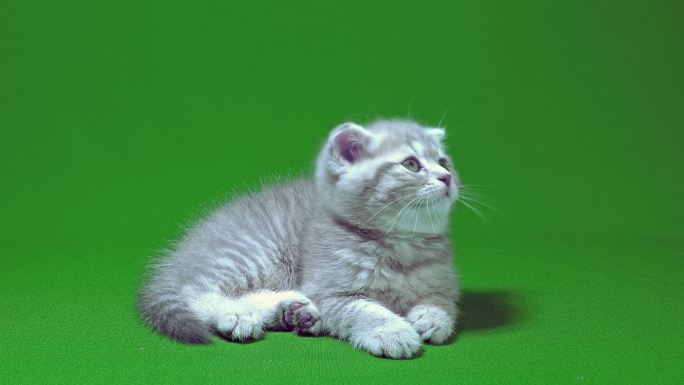 小猫在绿色屏幕背景上玩耍。
