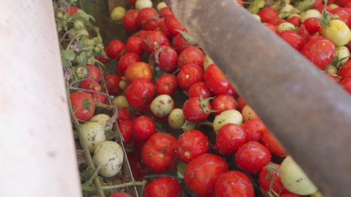 现代农业番茄丰收