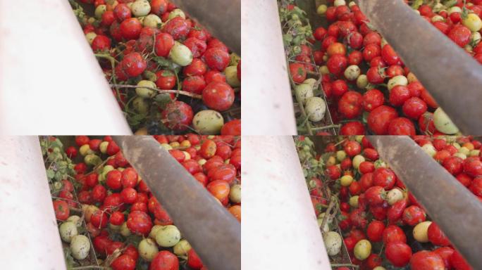 现代农业番茄丰收