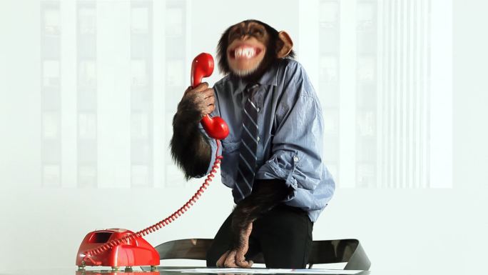 黑猩猩的拿着手机在笑