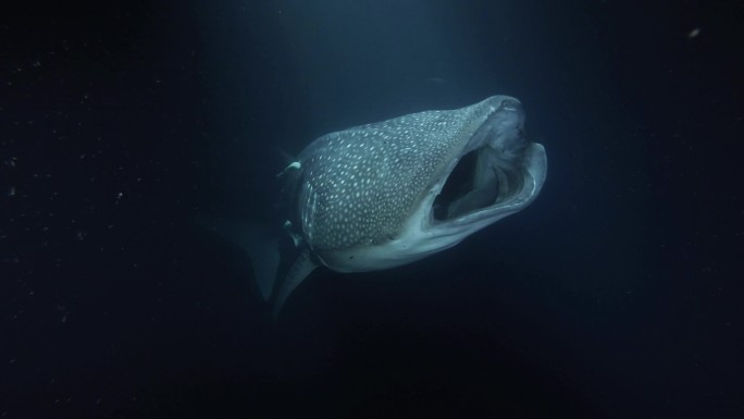 印度洋夜间张开嘴进食磷虾的鲸鲨