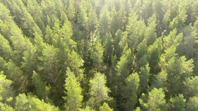 无人机飞越森林俯瞰航拍树林大自然