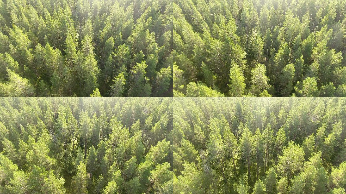 无人机飞越森林俯瞰航拍树林大自然