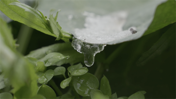 冰雪融化滴水，万物复苏，春天来了气候升温